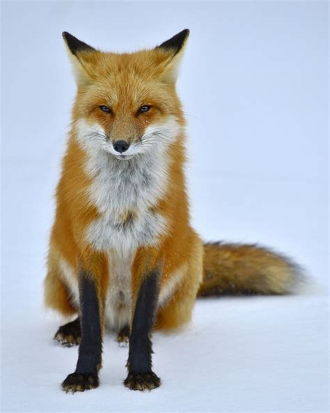I Will Have Two Red Foxes Named Todd And Vixie Pet Fox