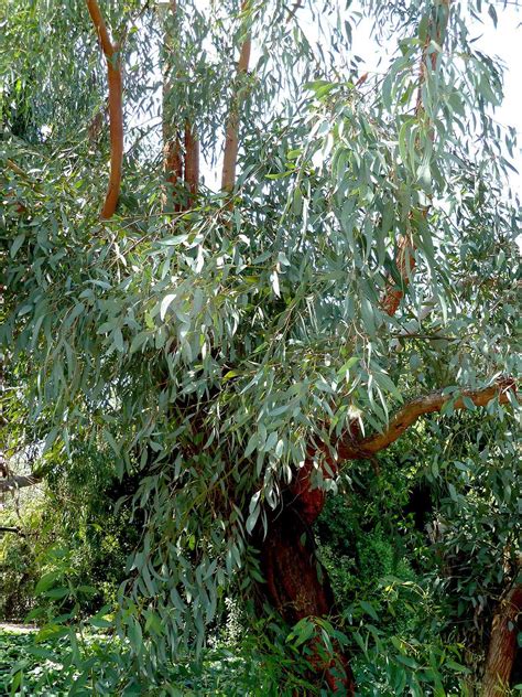 Seeded Eucalyptus Plant Kopler Mambu