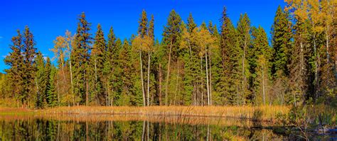 Download Wallpaper 2560x1080 Forest Trees Lake Reflection Landscape