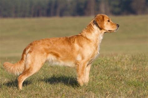 Golden Retriever Dog Breed Facts Highlights And Buying Advice