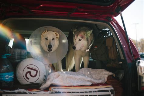 Inseparable Bailey And Loki Ready For More Adventure