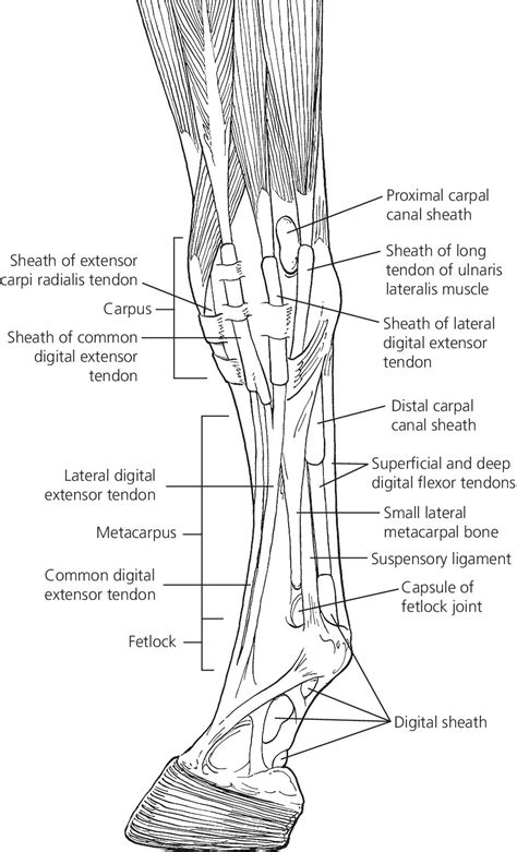 17 Tendon And Paratenon Lacerations Veterian Key