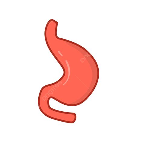 Human Stomach Clipart Hd Png Hand Drawn Cute Human Organ Stomach