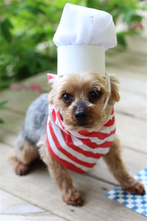 Diy Dog Chef Hat Treat Ideas Hobbies On A Budget