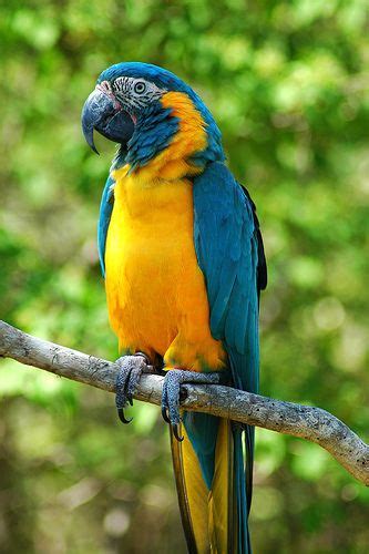 22 Photos Of Brightly Colored Birds Pet Birds Parrot Colorful Birds