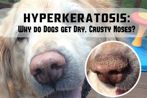 How To Naturally Treat Hyperkeratosis Why Do Dogs Get Dry Crusty