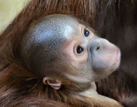 Baby Orangutan And Tiger