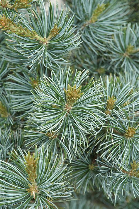 Short Needled Japanese Blue Pine Pinus Parviflora Glauca Brevifolia