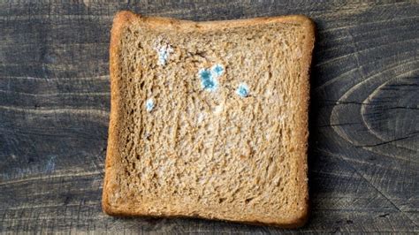 Yes Eating The Clean Part Of Moldy Bread Is Still Dangerous