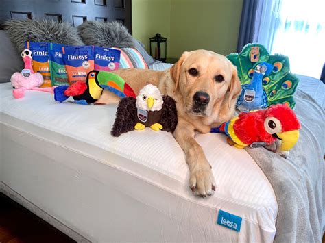 Meet Magnus The Therapy Dog Whos Bringing Joy To The Terminally Ill