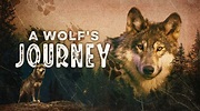 Stream A Wolf's Journey | MagellanTV