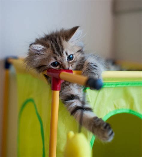 Cute Photogenic Cat Incredible Snaps