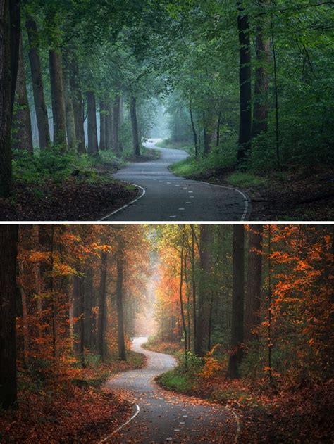 Photographer Albert Dros Captured The Beauty Of The Enchanting Forest