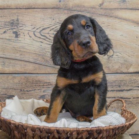 Gordon setter dogs are more suspicious of strangers, and better at guarding than other setters. Gordon Setter Puppies for Sale | Setter puppies ...