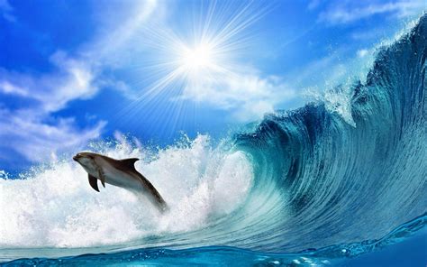 Animal Dolphin Hd Wallpapers Wallpaper Cave