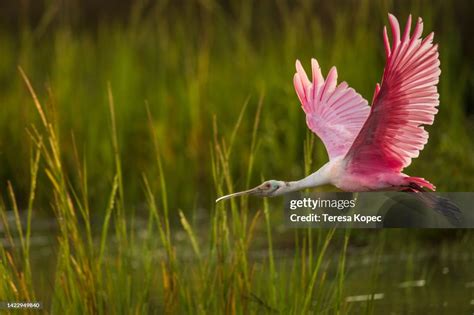 Roseate Spoonbill Pink Bird In Flight Series High Res Stock Photo