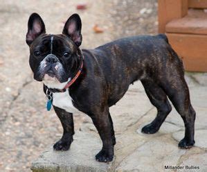 And to act as a guide for judges. Millander Bullies French Bulldogs - Ask Frankie Breeder ...