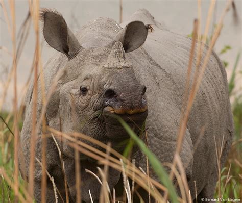 Greater One Horned Rhinoceros Bernard Van Elegem