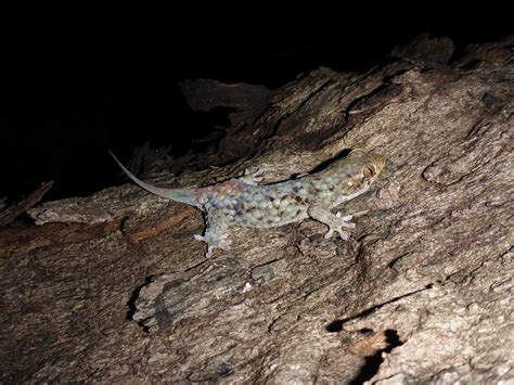 Geckolepis Megalepis New Gecko Species Has Exceptionally Large Fish