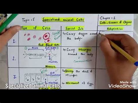 A specialised animal cell is a cell that has a special shape or special features to do a certain job in the animal. Specialized animal cells. - YouTube