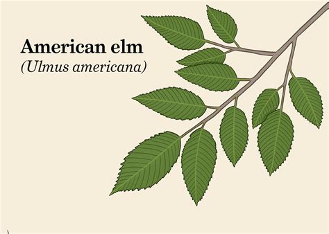 How To Identify Common North American Trees By Leaf