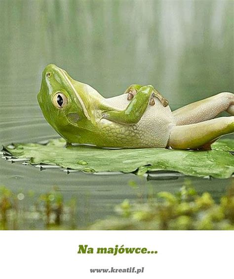 On Vacation Funny Animal Pictures Really Funny Frog
