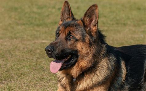 Breed Profile German Shepherd The Dog House