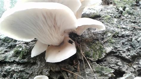 Oyster Mushrooms Wild Edible Texas Youtube