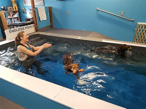 Dog Hydrotherapy Canine Hydrotherapy K9 Therapy