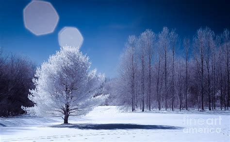 Winter Wonderland Photograph By Bayarerdene Ulziisaikhan Fine Art America