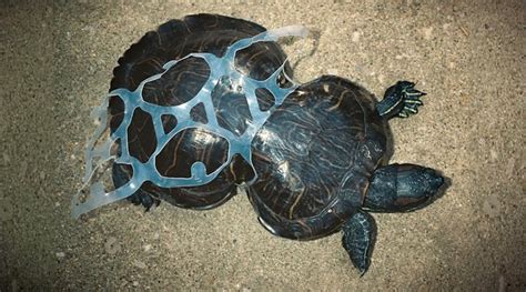 Sea Turtle Plastic Pollution Whatzviral