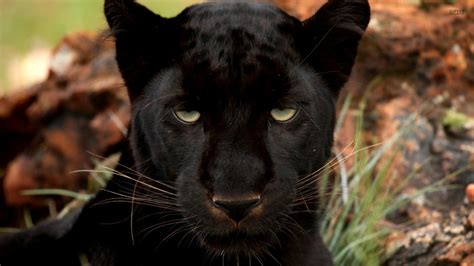 “dressed In Black” Amazing Photos Of Black Animals Animal Silo