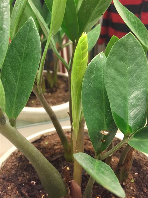 What Zz Plant New Growth Looks Like Backyard Neophyte