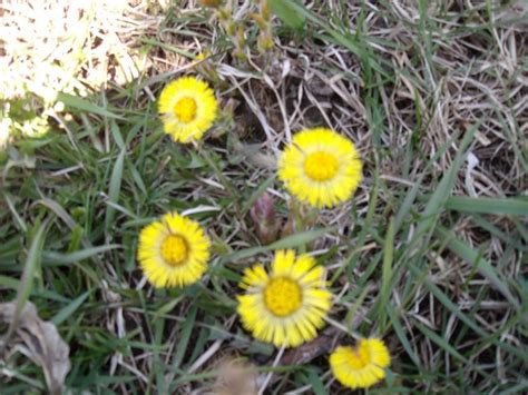 Springtime The First Wild Flowers Coltsfoot