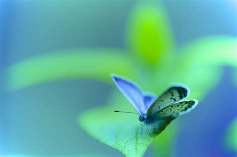 Common Blue Butterfly Animals Macro Lepidoptera Insect Hd Wallpaper