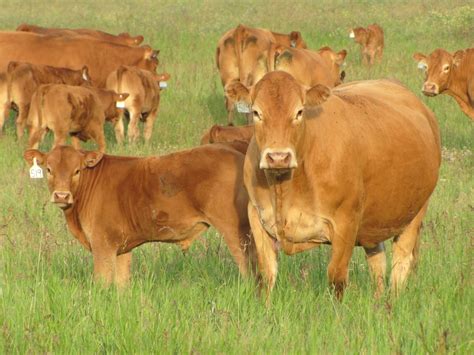 Limousin Cattle Garrison Limousin