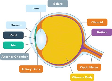 Illustration Showing The Parts Of The Eye This Resource Has