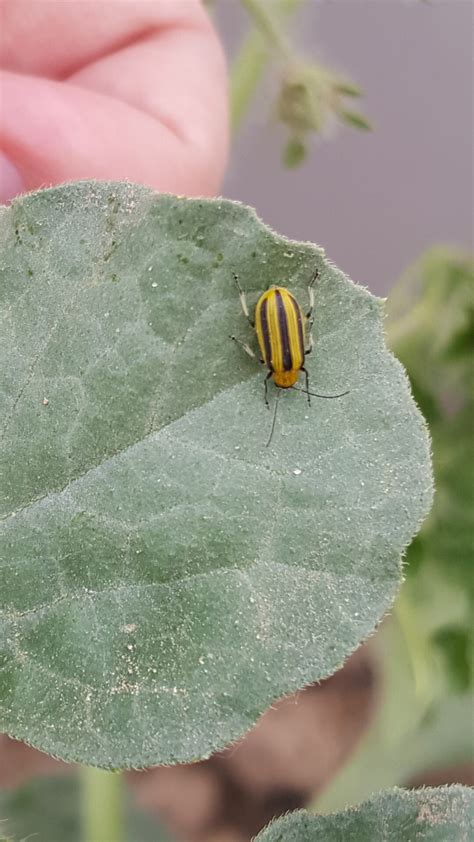 Early Cucumber Beetle Management Purdue University Vegetable Crops