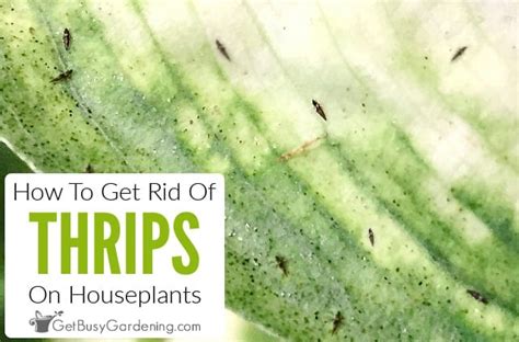How To Get Rid Of Thrips On Houseplants Get Busy Gardening