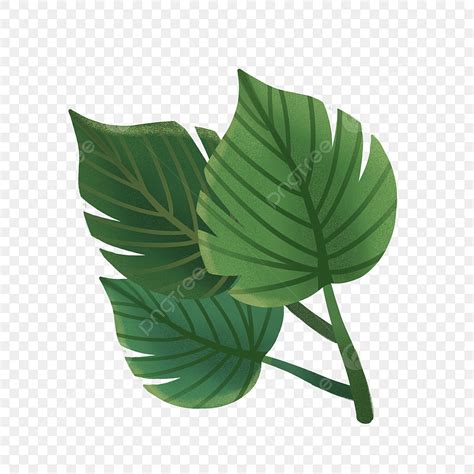 Tropical Rainforest Hd Transparent Tropical Rainforest Leaves