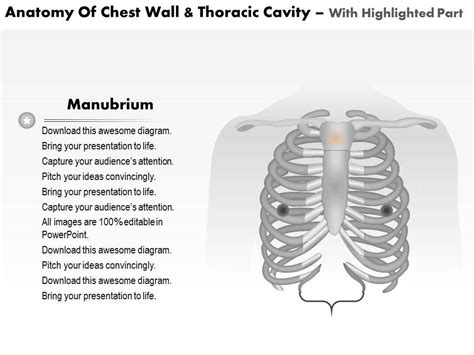 Notice the expansile mass in the. 0514 Anatomy Of Chest Wall And Thoracic Cavity Medical Images For PowerPoint | Graphics ...