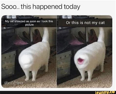 8000 This Happened Today “we Or This Is Not My Cat Ifunny Funny