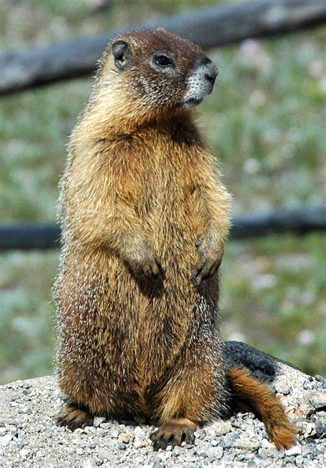 Marmots Seasons And Climate Change The Molecular Ecologist