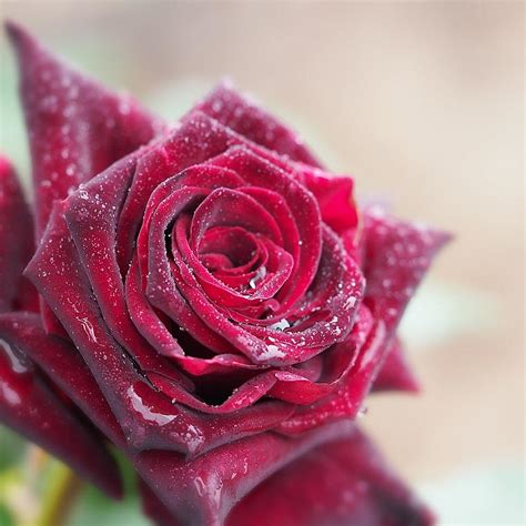 Arriba 100 Foto Las Rosas Mas Hermosas Del Mundo Con Movimiento Mirada