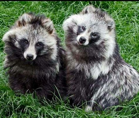 Chiens Riverains Animals Wild Cute Animals Japanese Raccoon Dog