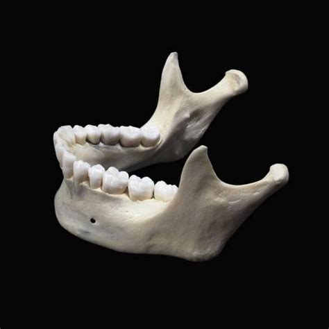Anatomy Of Jaw Bone Anatomy