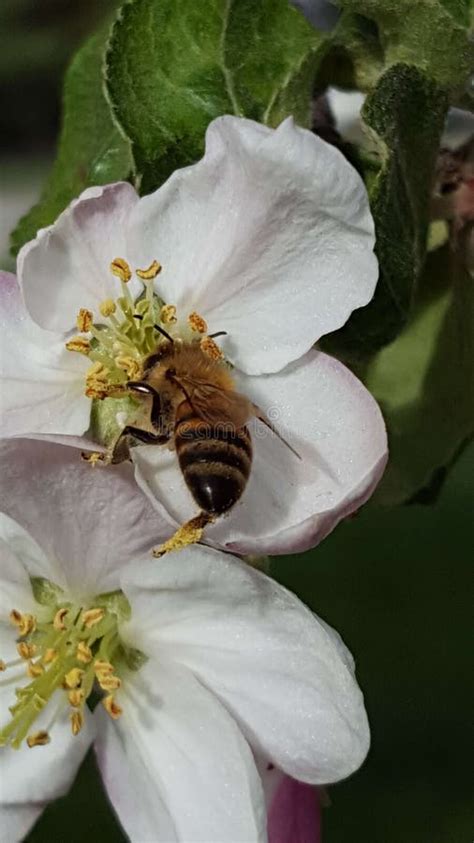 Honey Bee In An Apple Blossom Stock Photo Image Of Montana Western