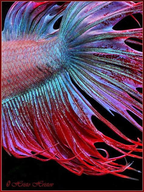 Any advice on why my fish is so slow, weak, and lethargic? betta tail | Betta fish, Betta, Beautiful fish