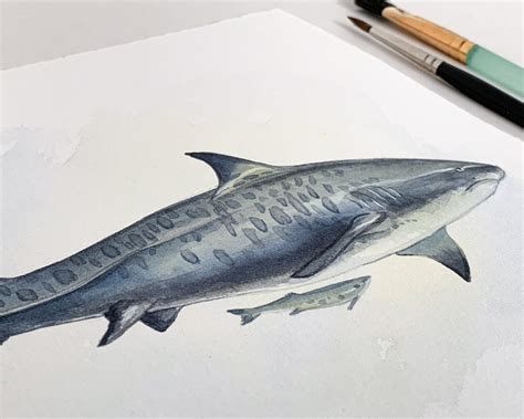 Tiger Shark Original Watercolor Painting 8 X 10 Etsy