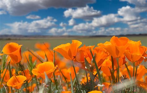 Eschscholzia Californica California Poppy Poppies 849122 Hd